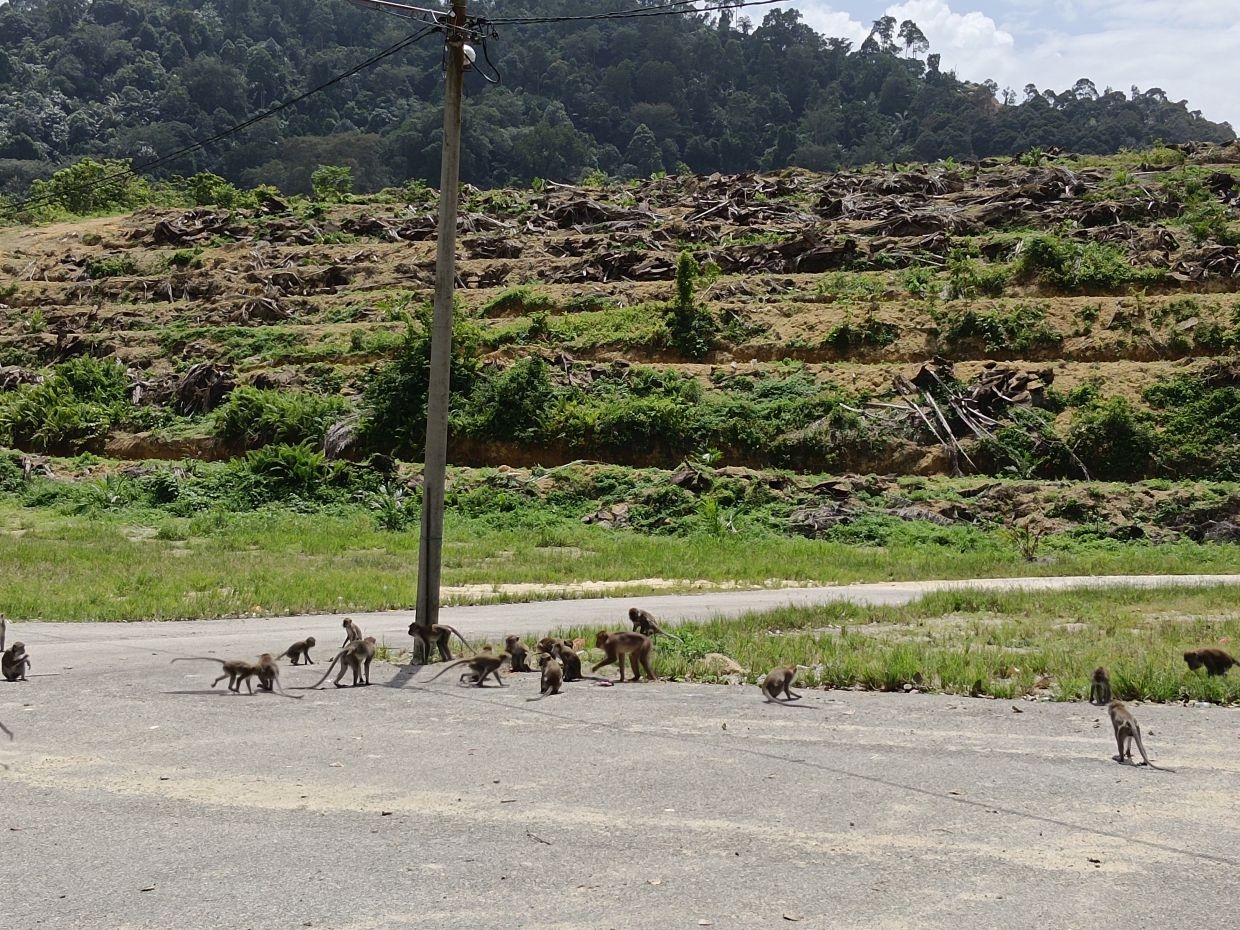 Malaria threat in Malaysia currently comes from macaques