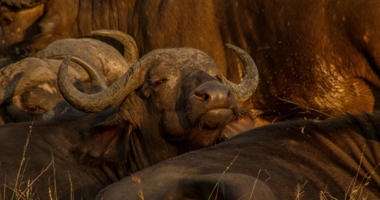 Cattle quarantine imposed after virulent disease kills 25 buffaloes in Kuala T'ganu