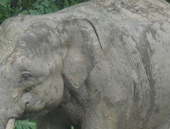 1.6km electric fence to keep out elephants