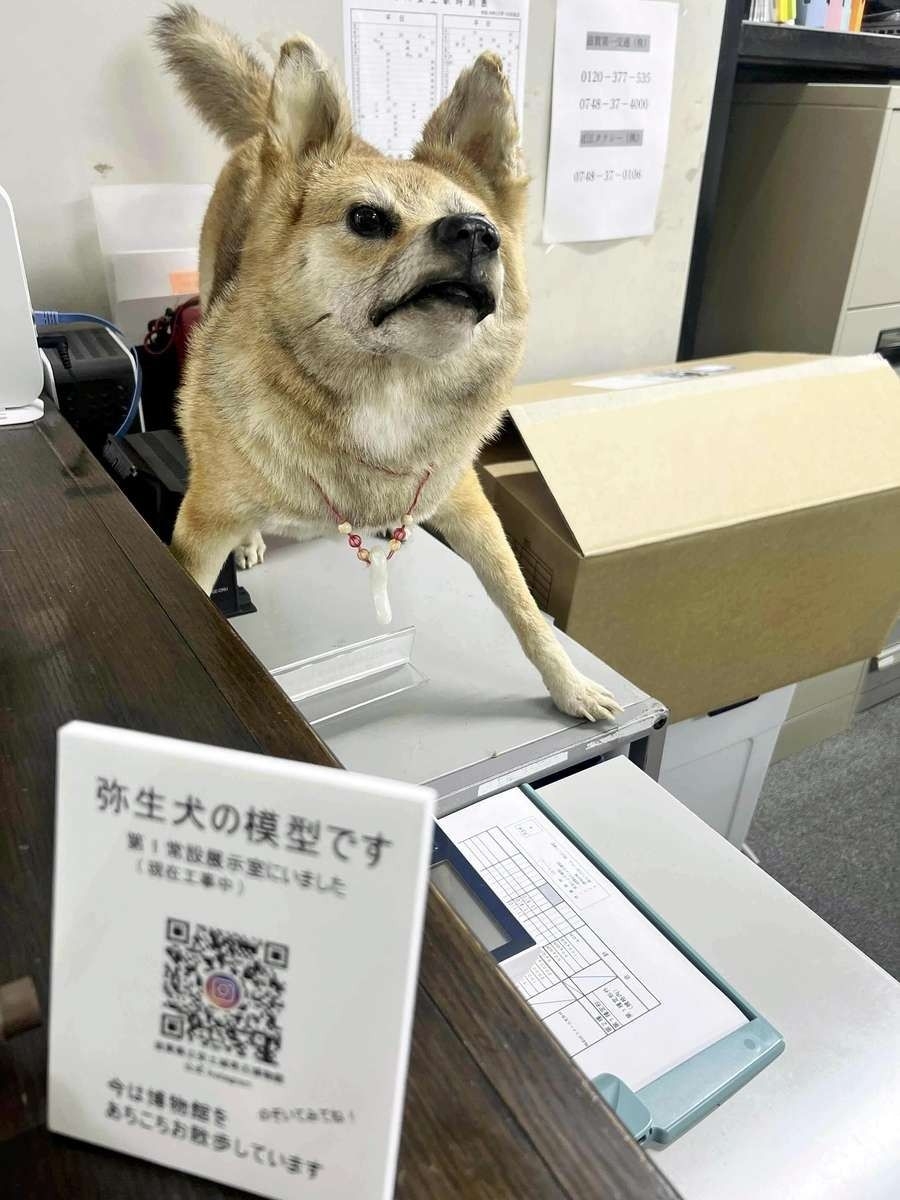 Model of ancient Yayoi dog attracting visitors to museum in Japan's Shiga Prefecture