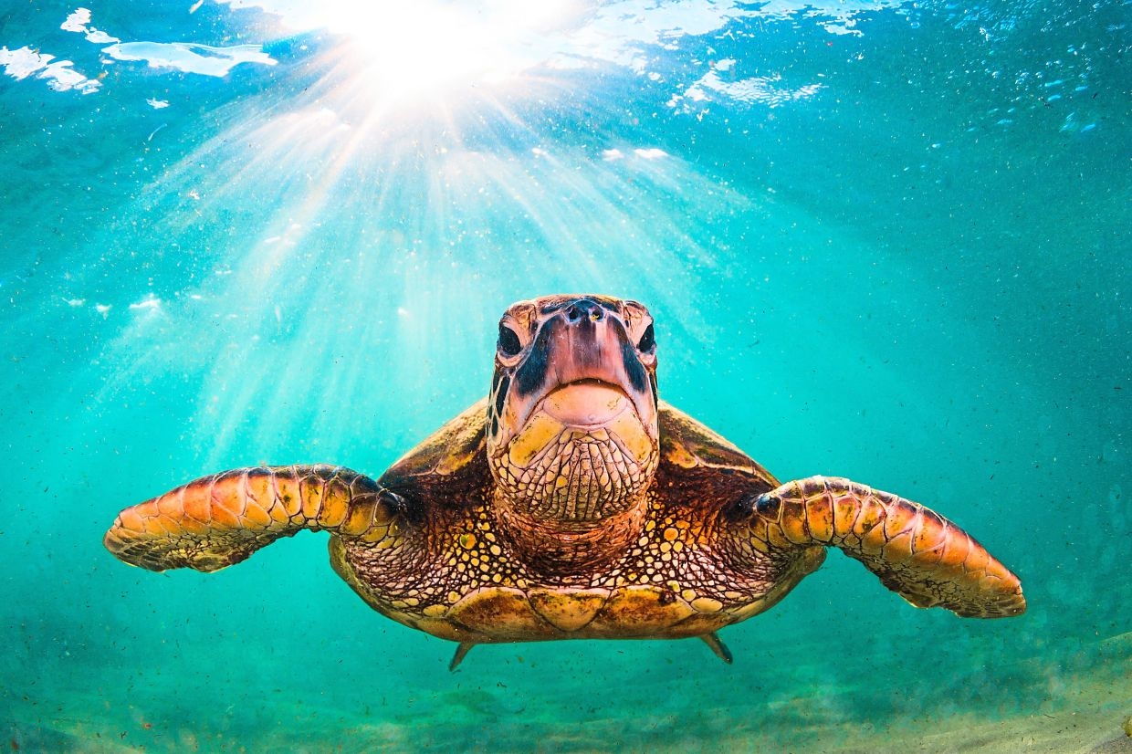 Big Smile, No Teeth: Trotting out some good news on turtles