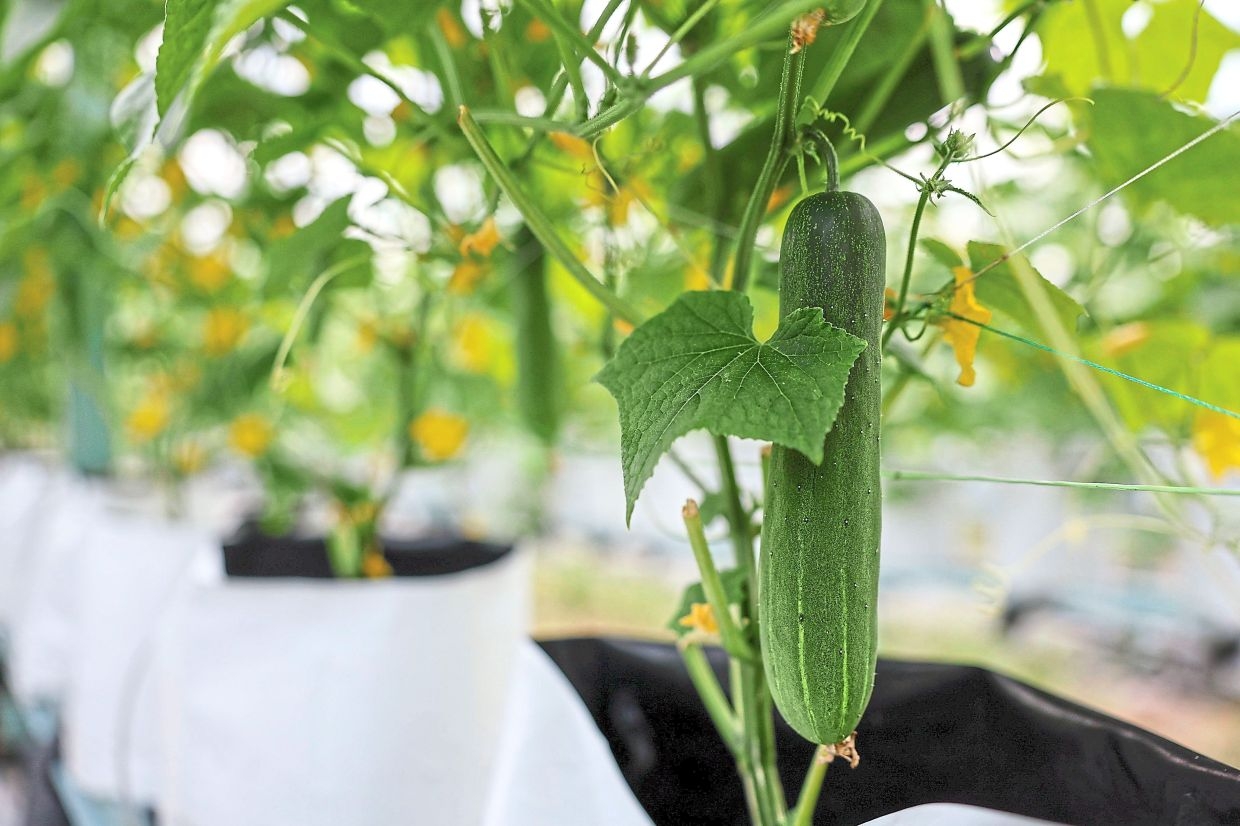 Technology makes cucumber cultivation app-solutely fruitful