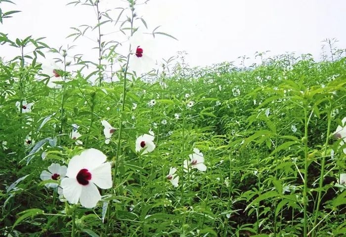 Two new kenaf varieties with higher yields developed