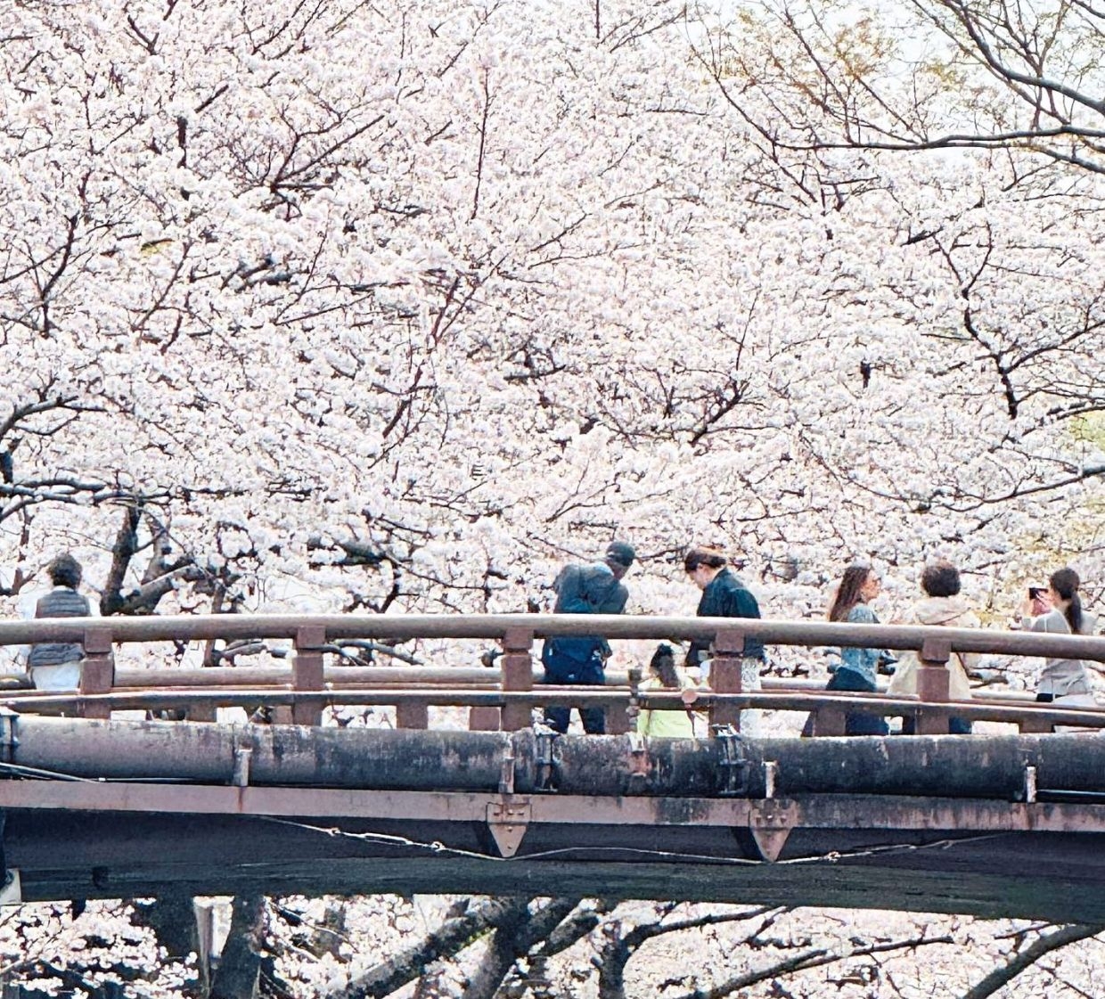 Finding beauty in life's fleeting moments – a sakura-inspired observation
