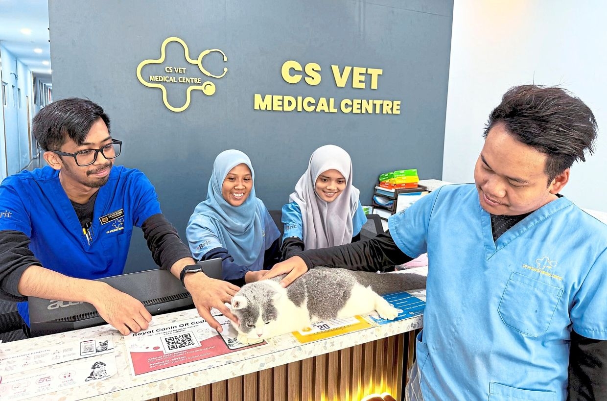 Purr-fect plan to tackle stray cat population