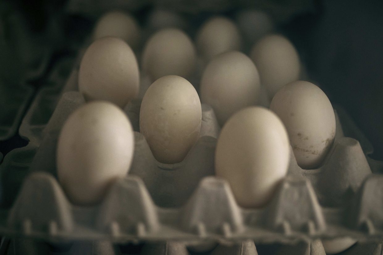 Egg subsidy: Consumer groups urge strict monitoring by authorities