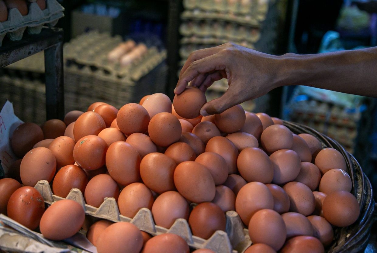 Egg prices hold steady despite subsidy cut