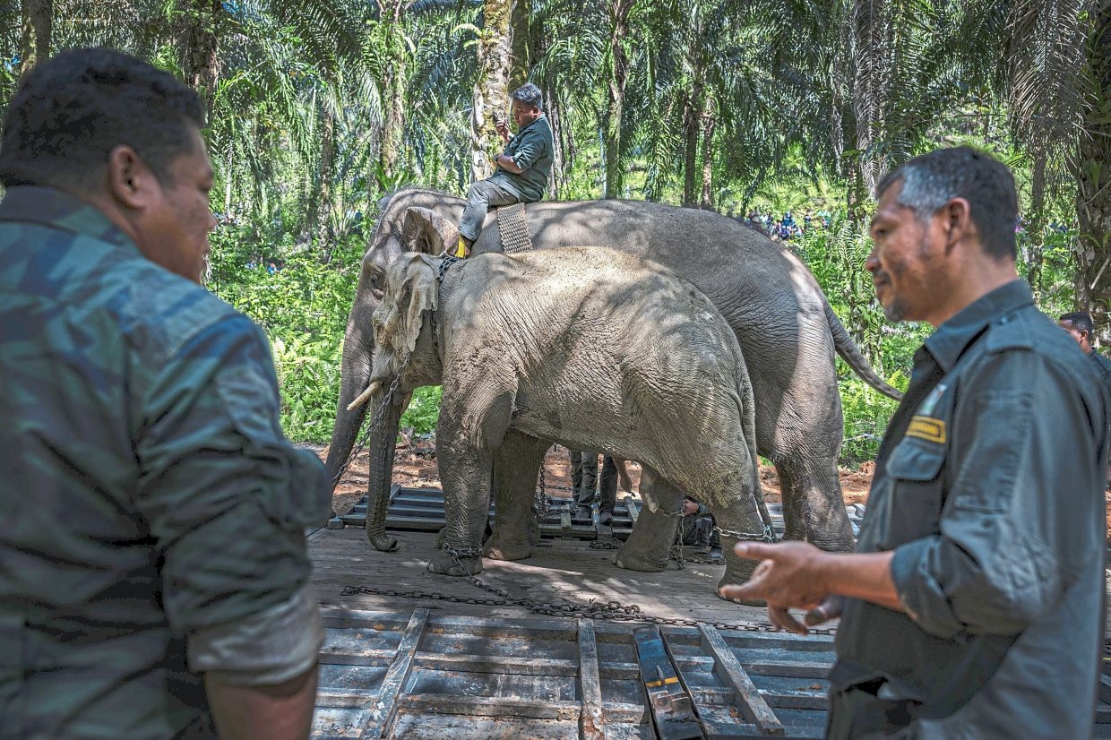 Perak for people, pachyderms