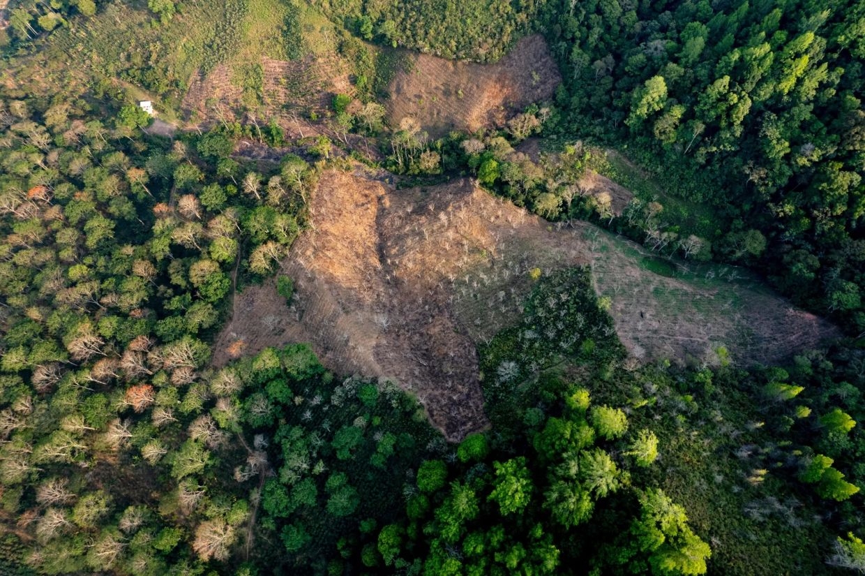US commodities to avoid strict checks under EU deforestation law
