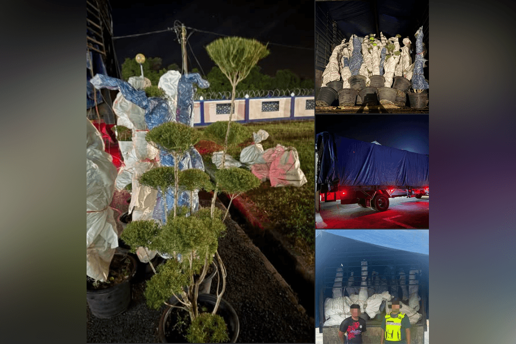 GOF foils bid to smuggle bonsai trees worth over RM1mil in K'tan