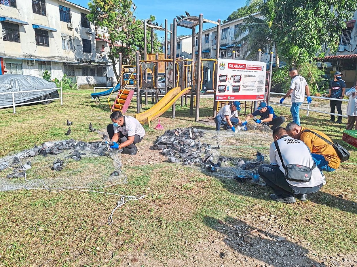 Seberang Perai council out to curb public feeding of pigeons, crows