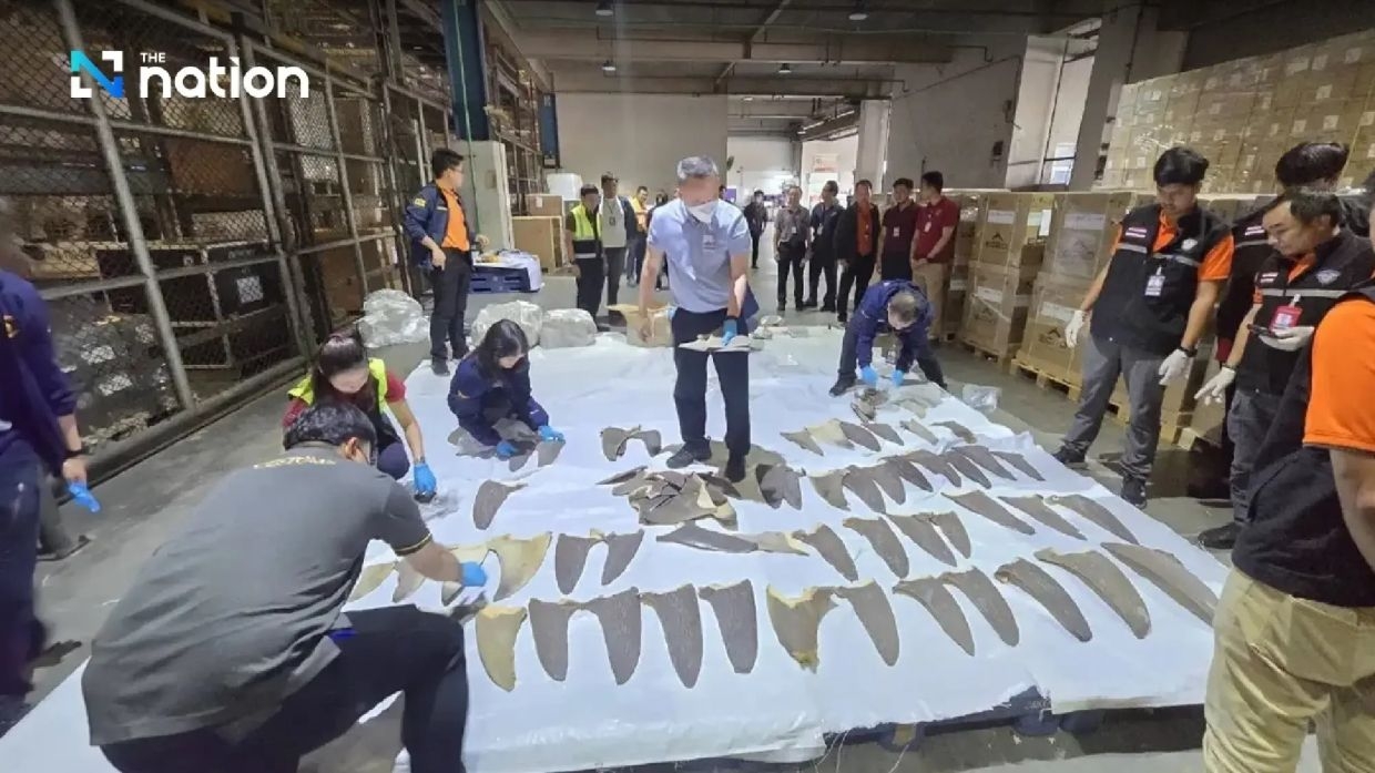 Thai Customs seizes over 400 shark fins smuggled through Suvarnabhumi Airport
