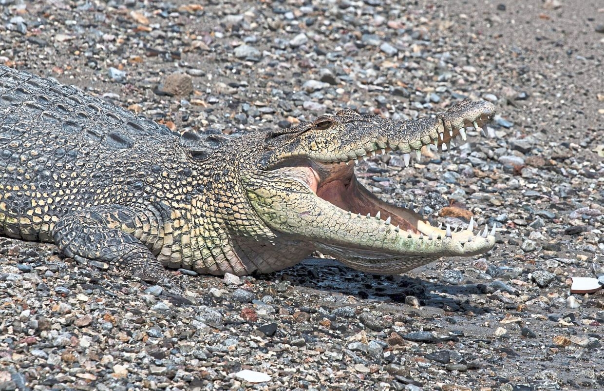 Indonesia's crocodiles are back and fishermen have scars to prove it