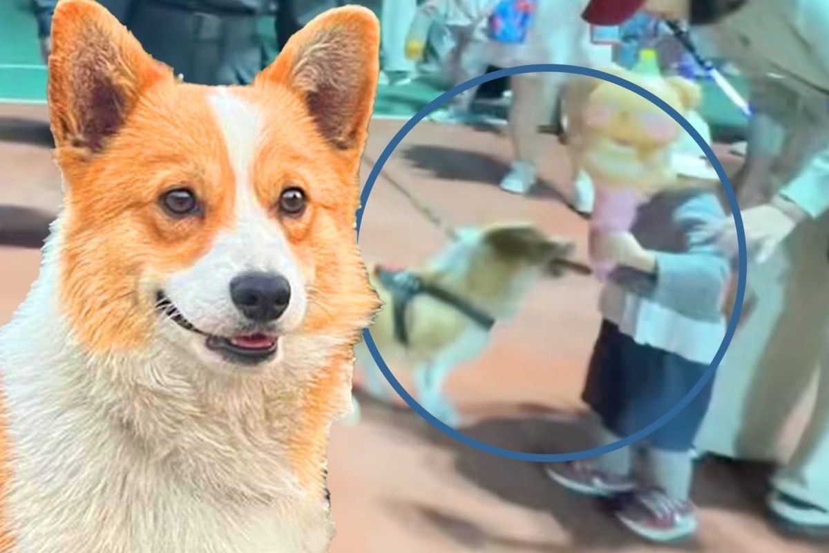 China first corgi police dog in trouble again – this time for stealing sausage during patrol