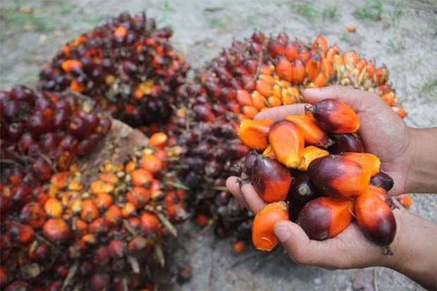 Palm oil prices to hit 2-year low at RM3,500 per tonne in June-November, analyst Mistry says