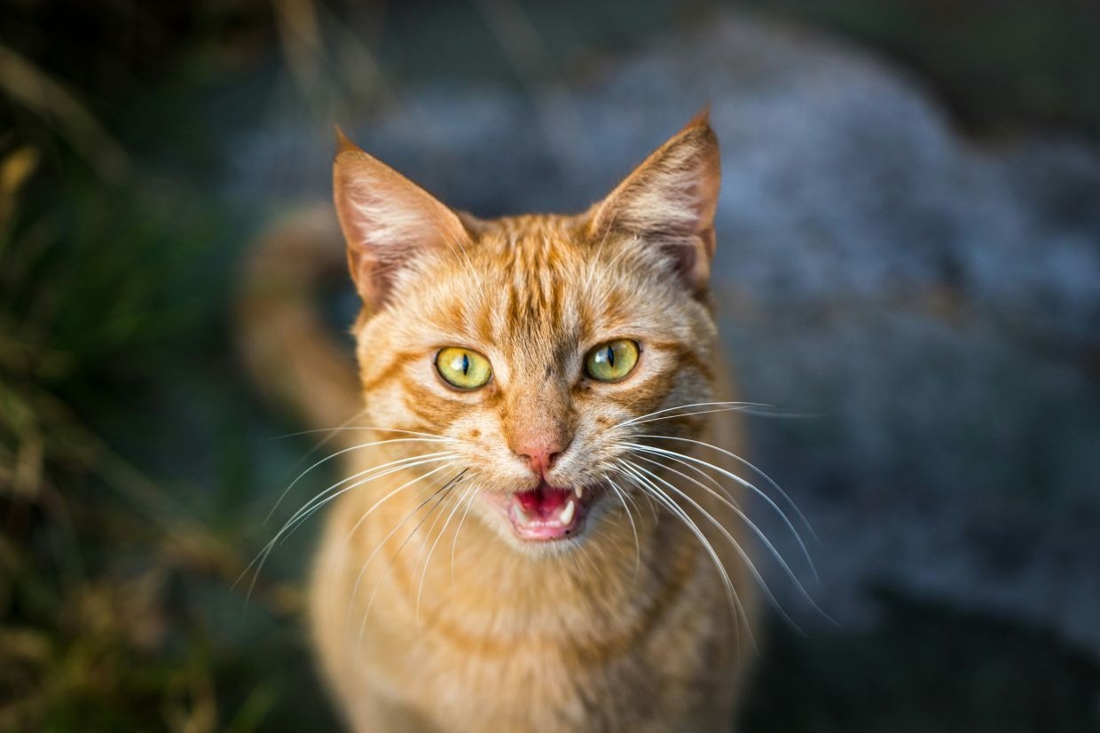 China's Baidu looks to patent AI system to decipher animal sounds