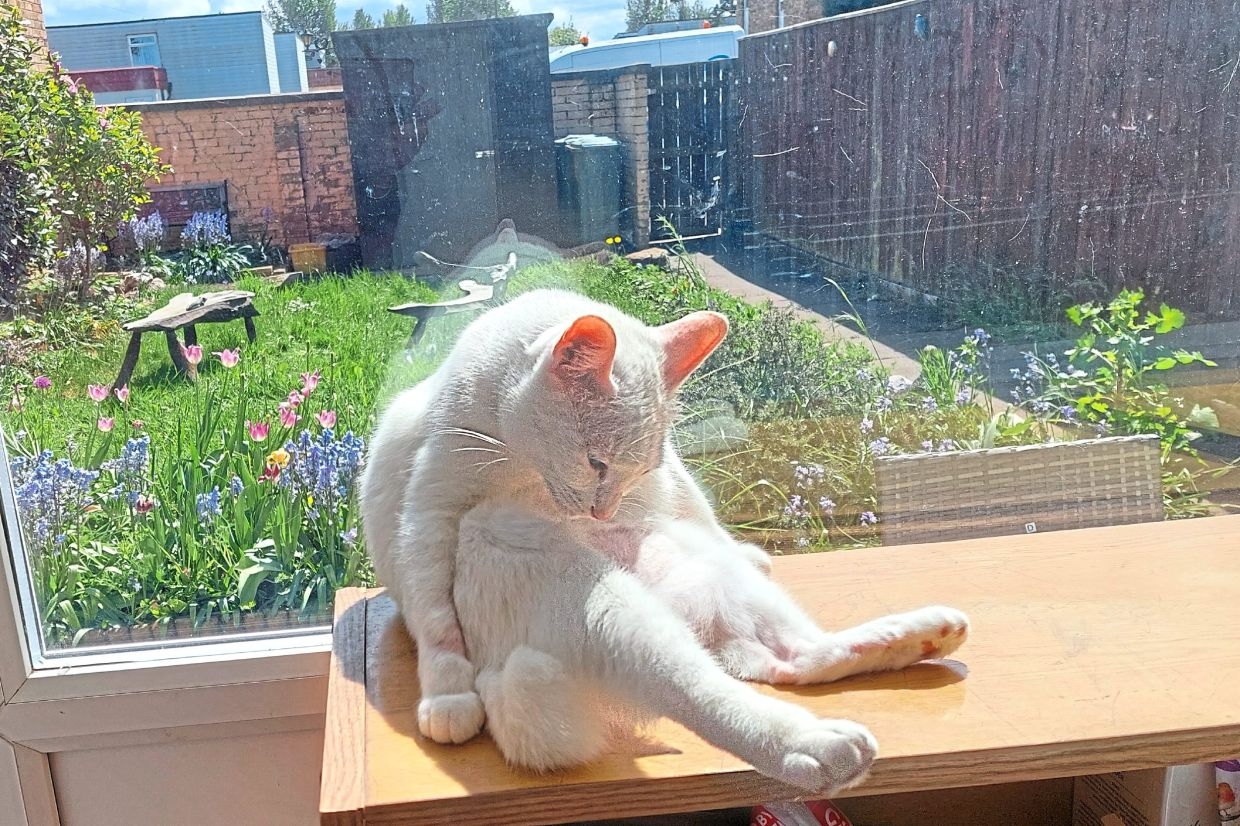 Katz Tales: Cat vs bird – the great garden showdown