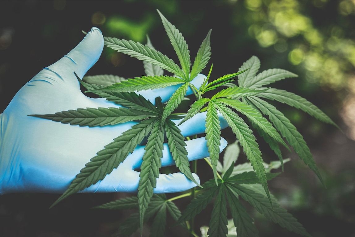 Indonesian narcotics agency to launch study on use of marijuana for medical purposes