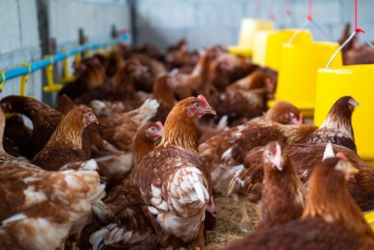 Philippines confirms first case of H5N9 bird flu