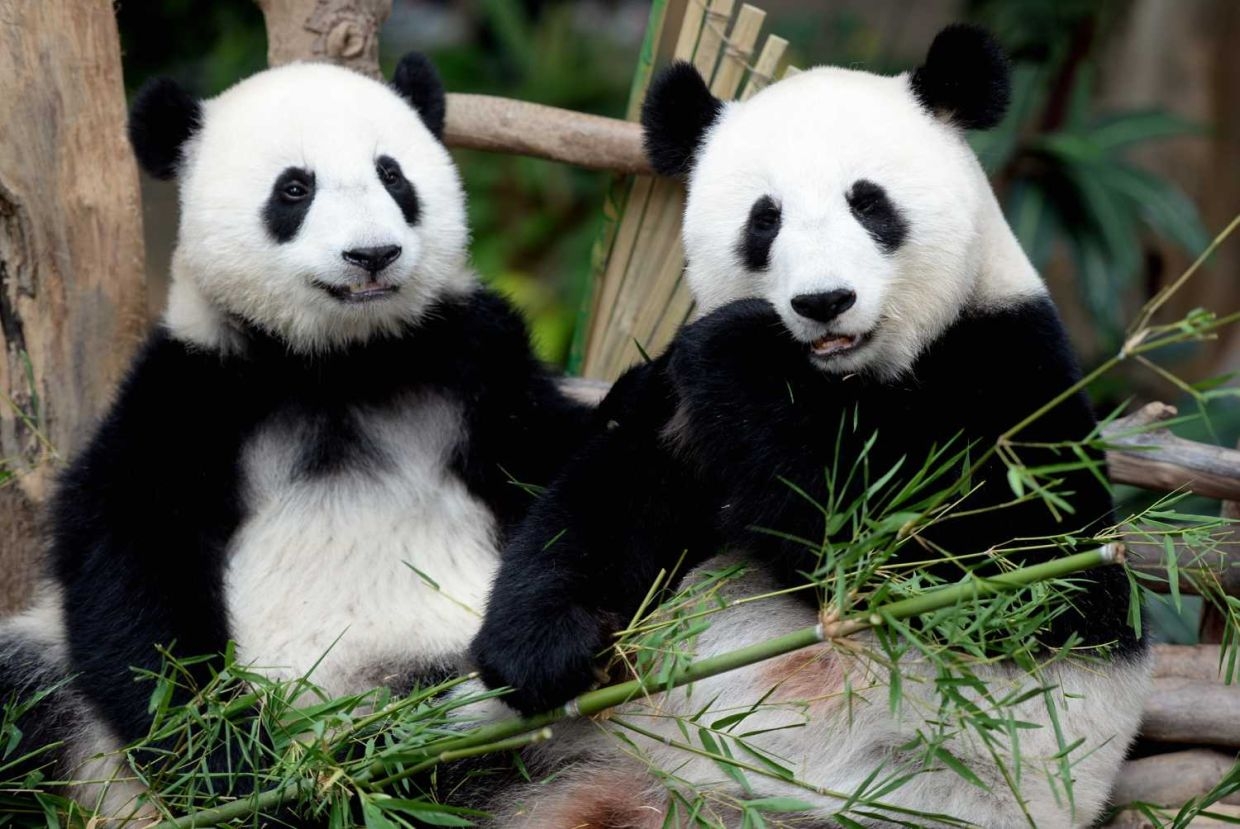 Farewell Xing Xing and Liang Liang: Pandas set to leave Malaysia on May 18 after 11 years