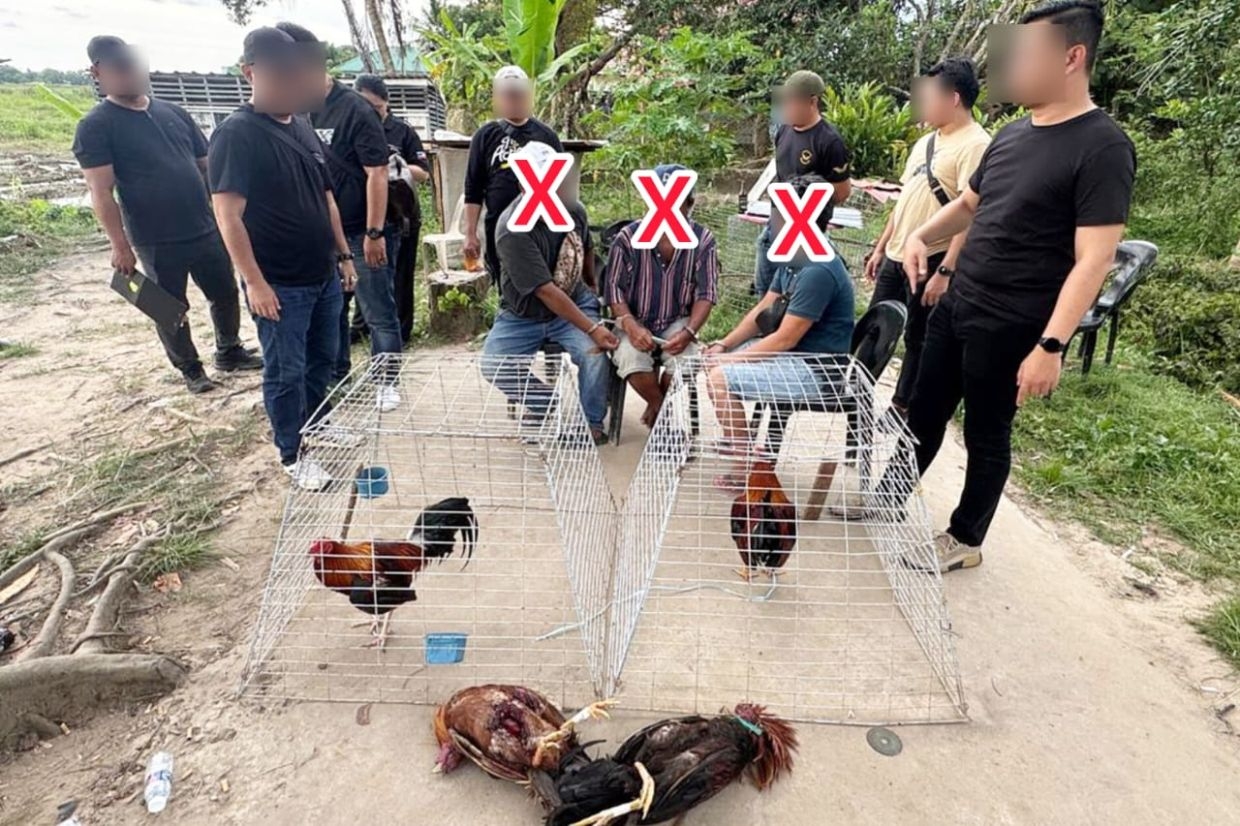 Kota Kinabalu cops interrupt cockfight, nab three men