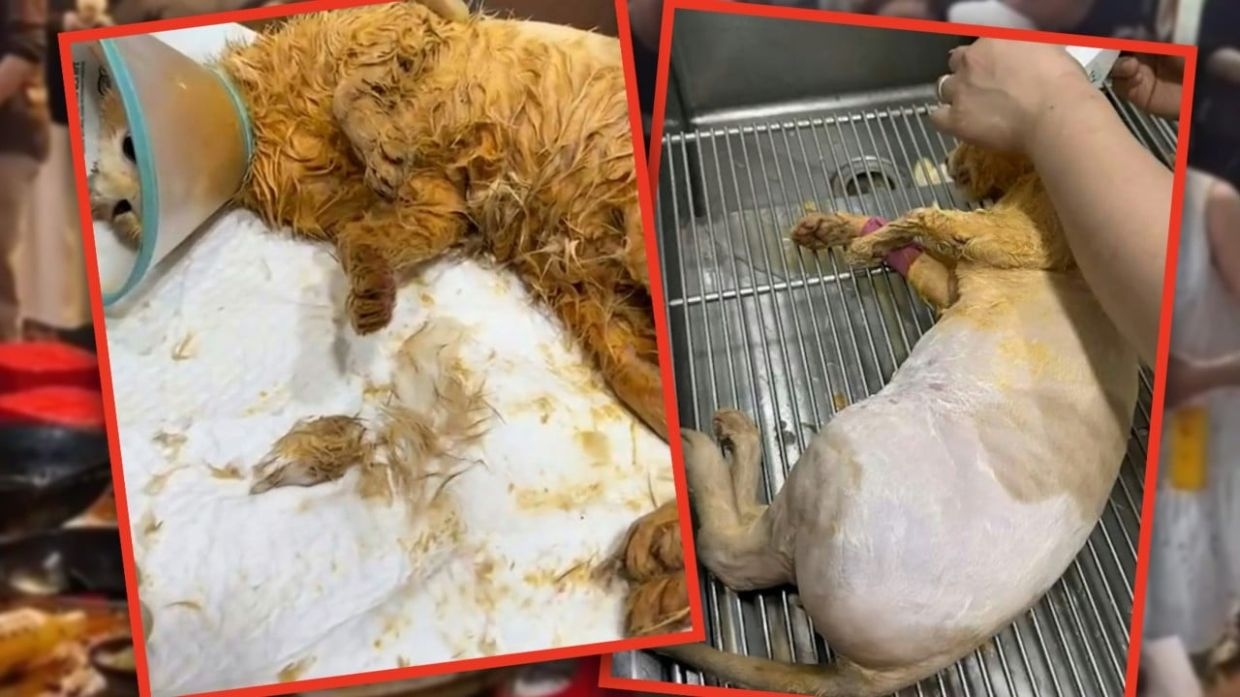 Cat falls into China restaurant hotpot, eatery owner pays for treatment, feline dies
