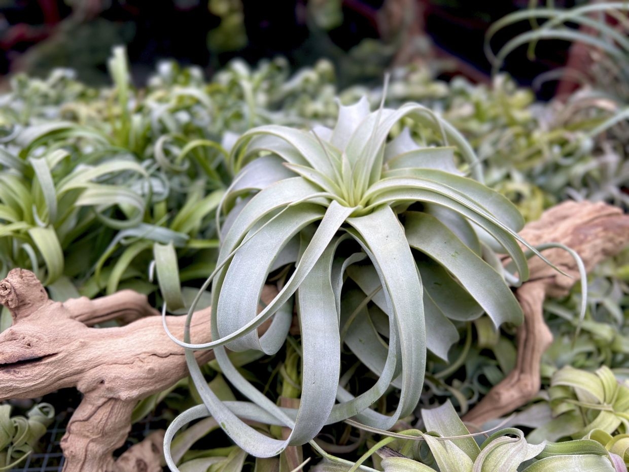 GOF seizes over RM5mil worth of smuggled plants in Kelantan