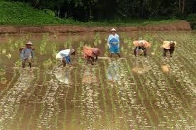 Asia Rice - India rates slide to near two-year low on weak rupee, lower demand; Vietnam prices edging higher