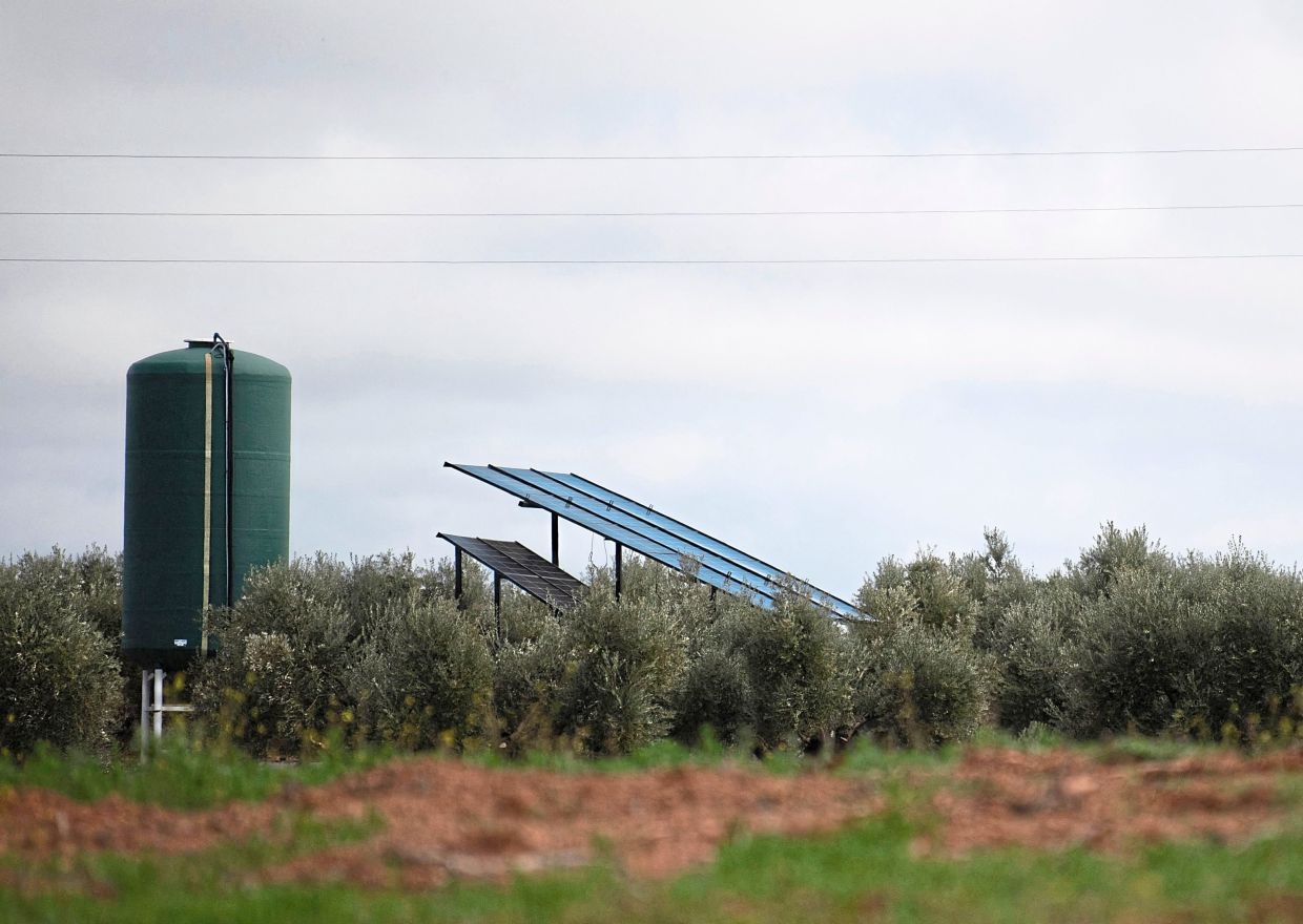 A ‘crime' against the olive groves