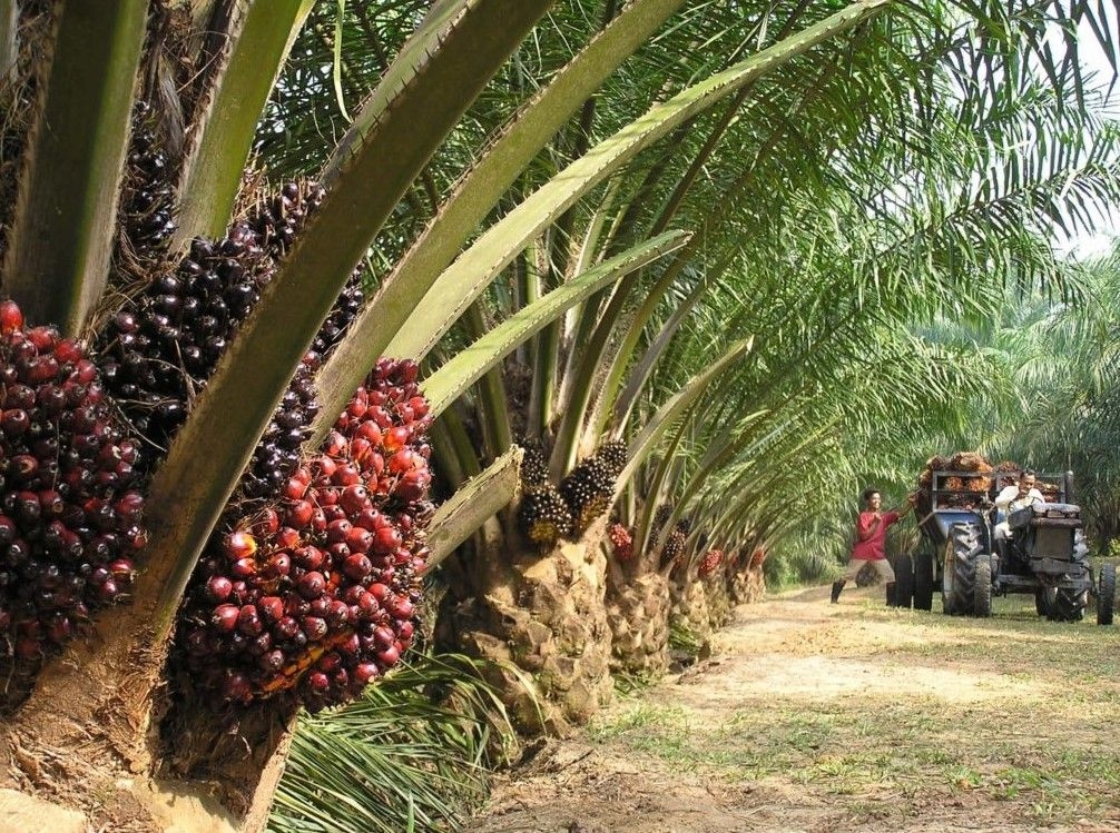 United Plantations set on remaining competitive