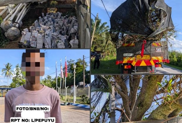 RM5.5mil worth of plants and vehicle seized