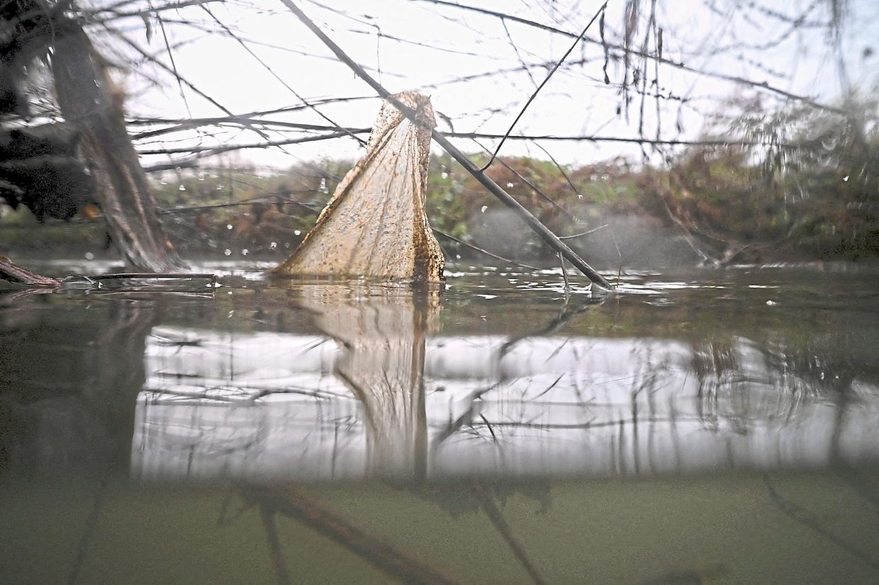 Citizen scientists to the rescue