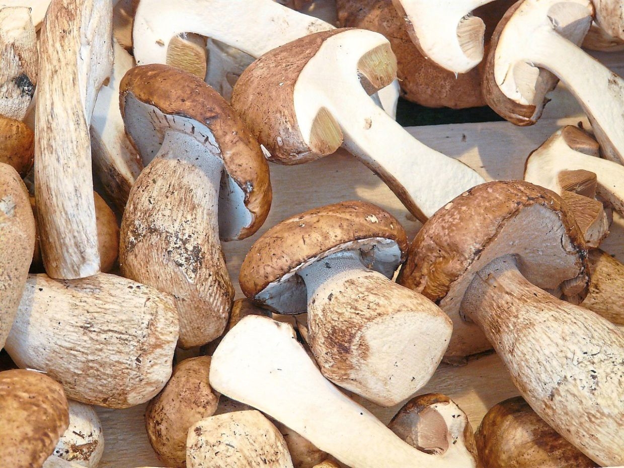What is umami? Explaining the mysterious 'fifth taste'