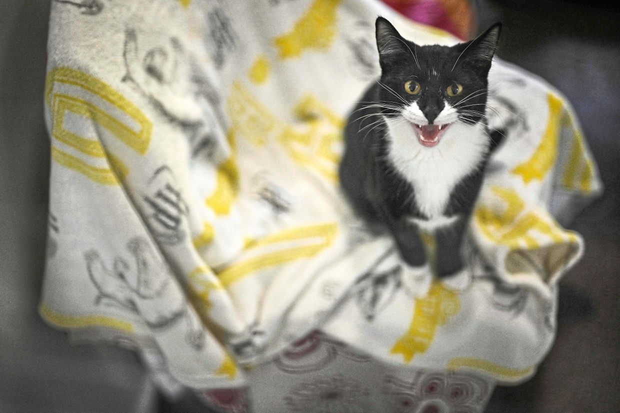 Some British pet owners can't care for their animals anymore due to rising costs