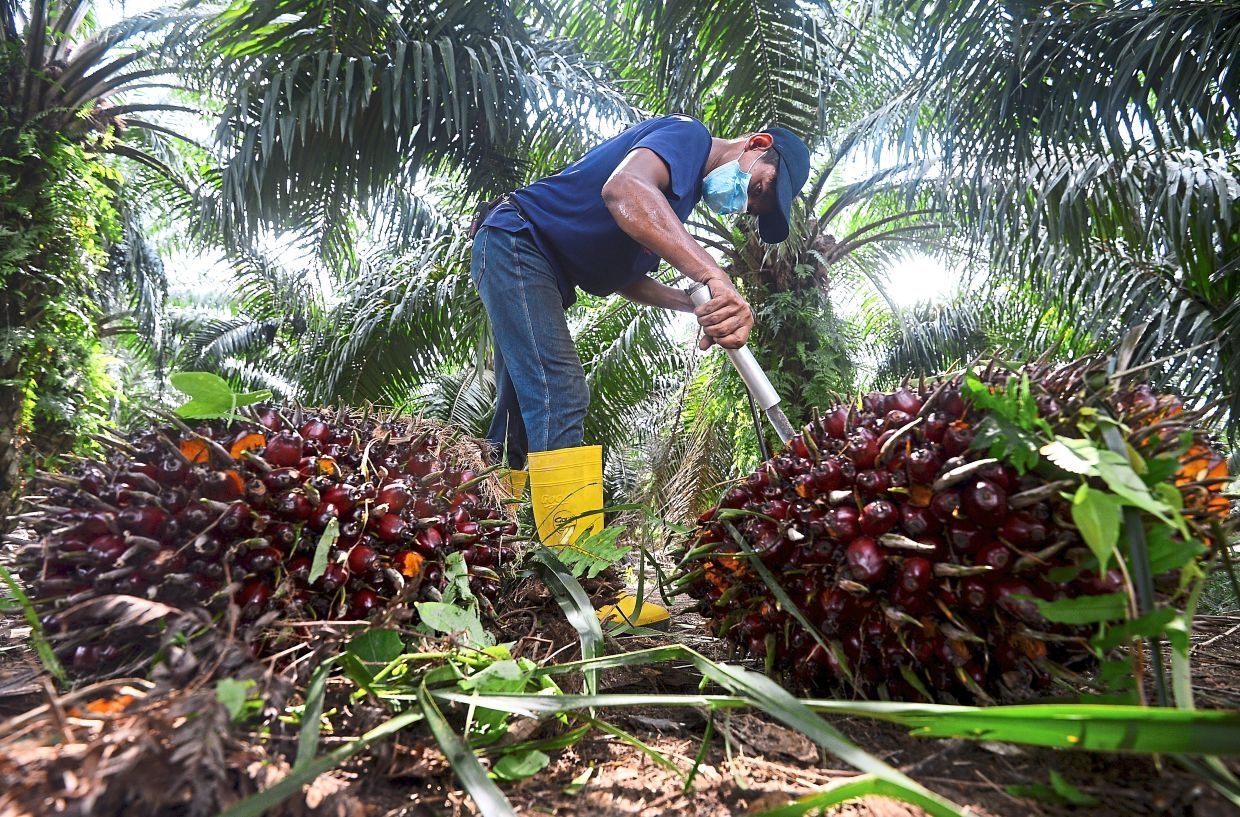 Malaysia palm oil stocks hit 6-month high in April on output surge