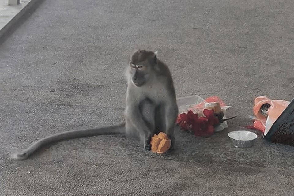 Monkey nuisance at Singapore's Mandai Columbarium: Visitors asked not to leave food offerings unattended