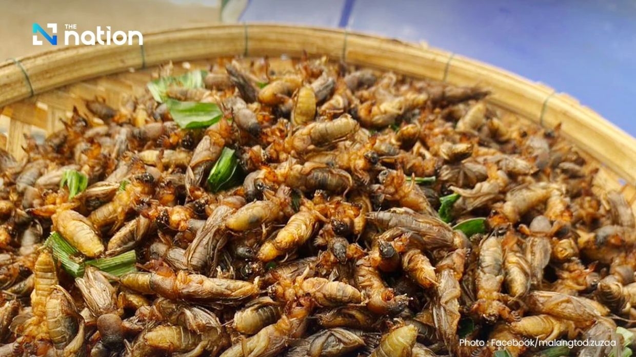 Thailand's edible insect market poised for explosive growth