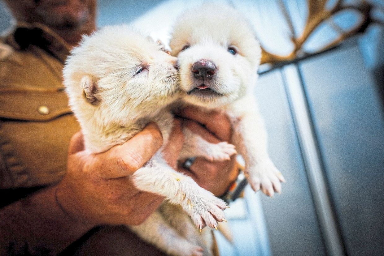 Cloning concerns: Should we bring back extinct animals?