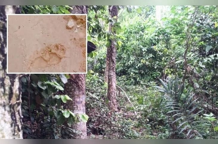 QuickCheck: Is a tiger wandering around rubber plantations near Jeli?