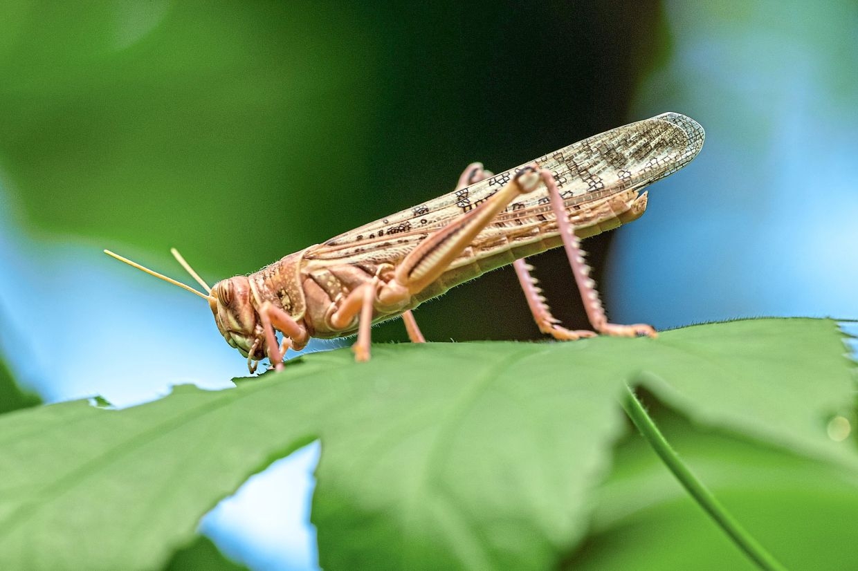 A better understanding of insects could help protect them better
