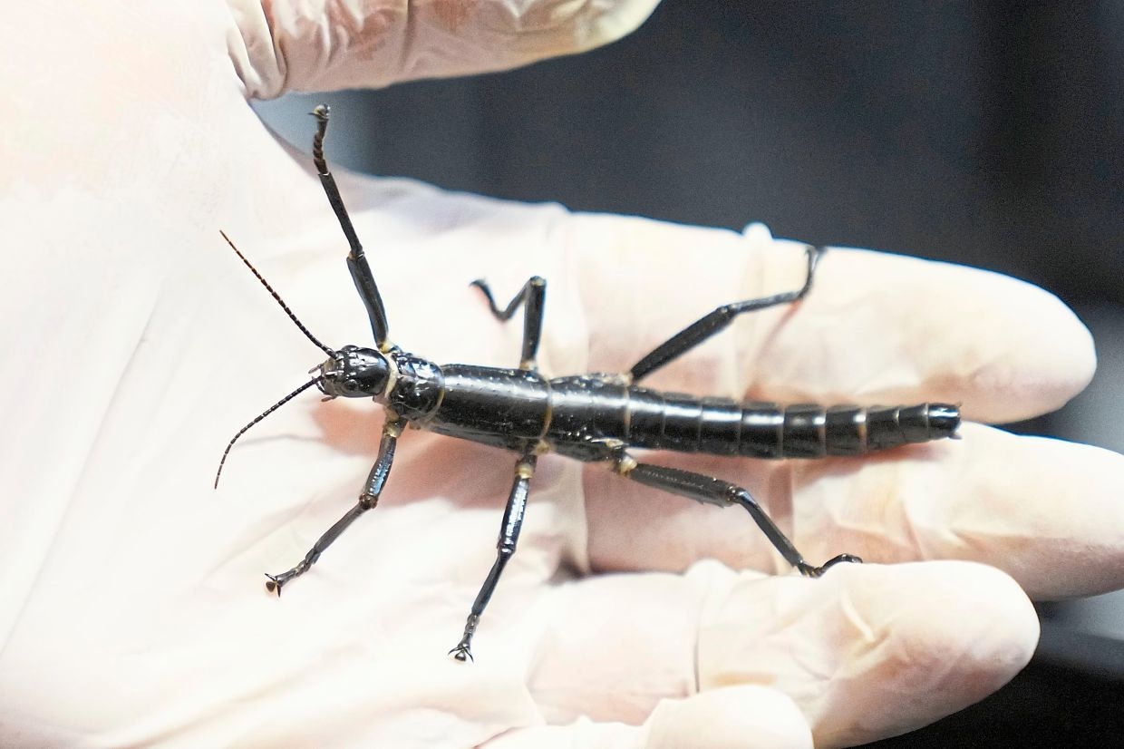 Conserving a rare insect thought extinct for more than 80 years