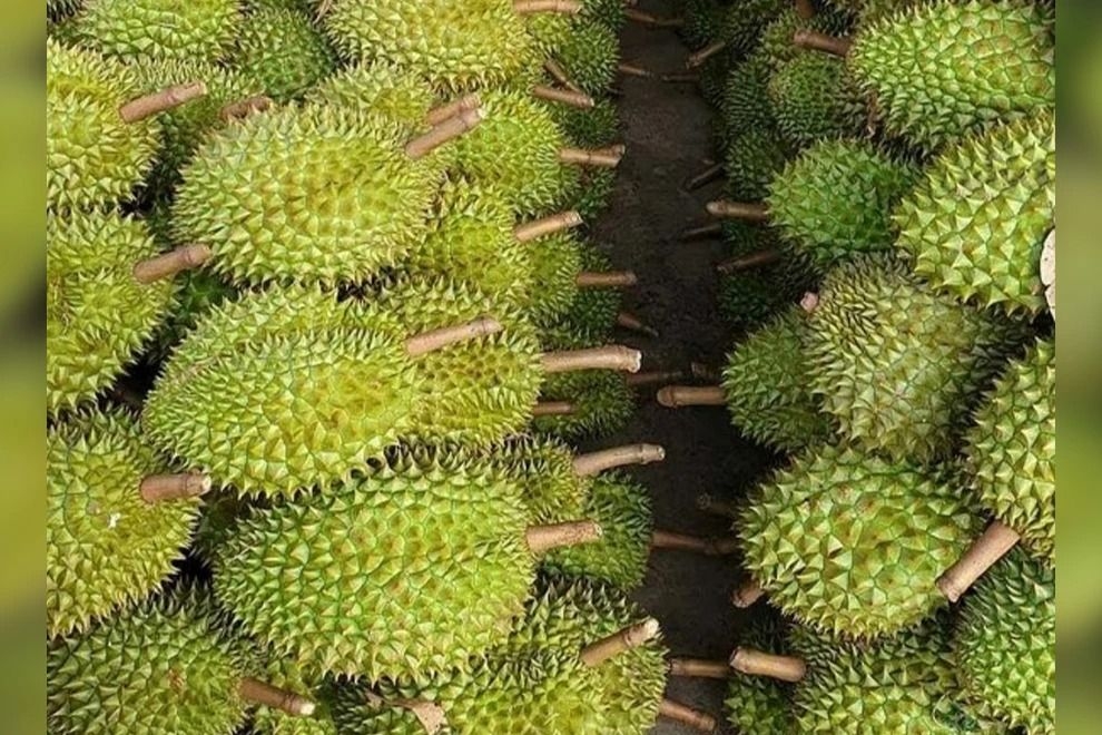 Cambodia Customs targets illegal durian imports