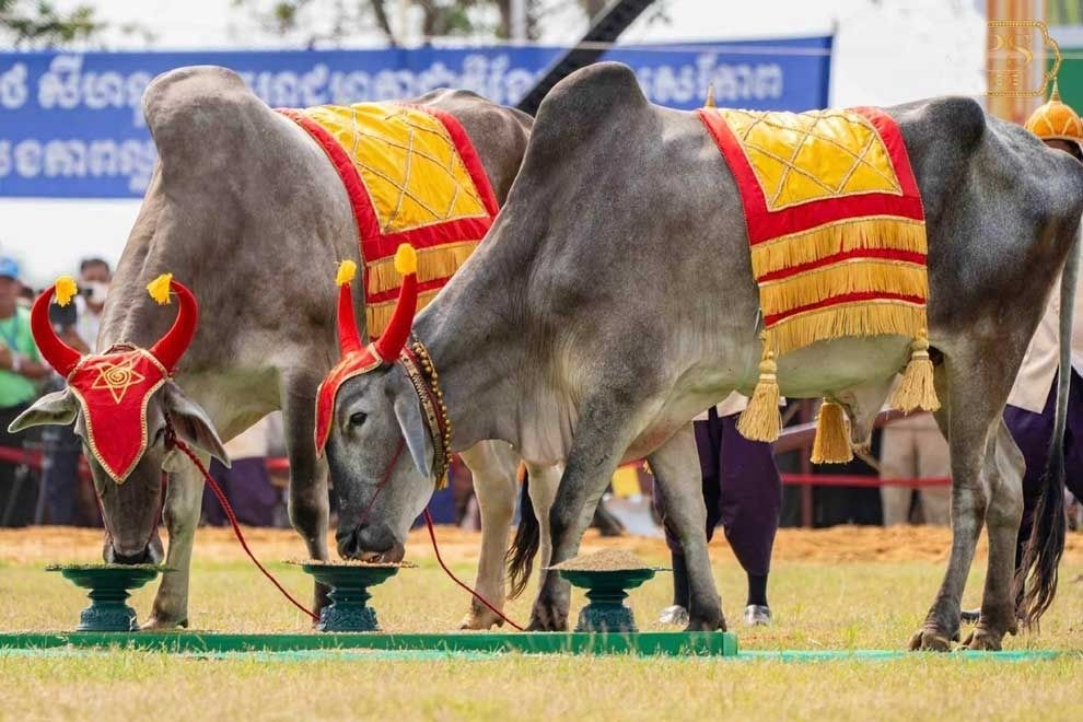 Cambodia's royal ploughing ceremony marks start of rice-growing season