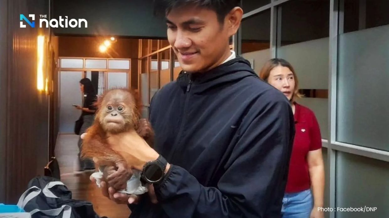 Thai man arrested for smuggling baby orangutans