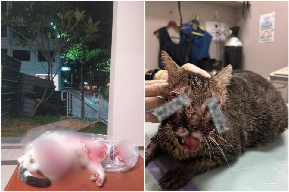 Should there be harsher penalties for animal abusers in Singapore? Lawyers weigh in