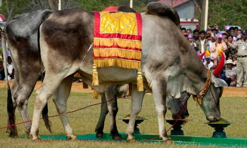 Ancient ploughing ceremony adds festivity to South-East Asian rice farming