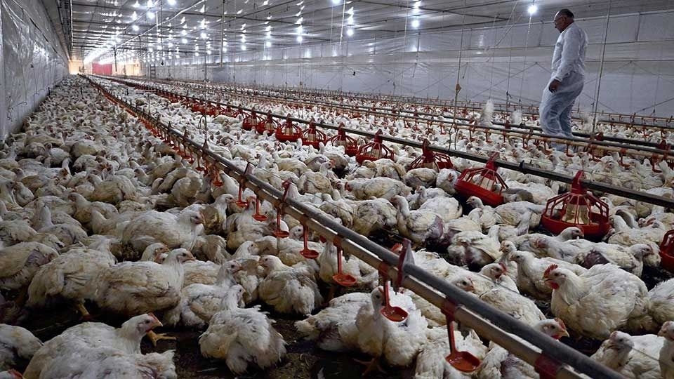 China and EU suspend Brazil chicken imports over bird flu issues
