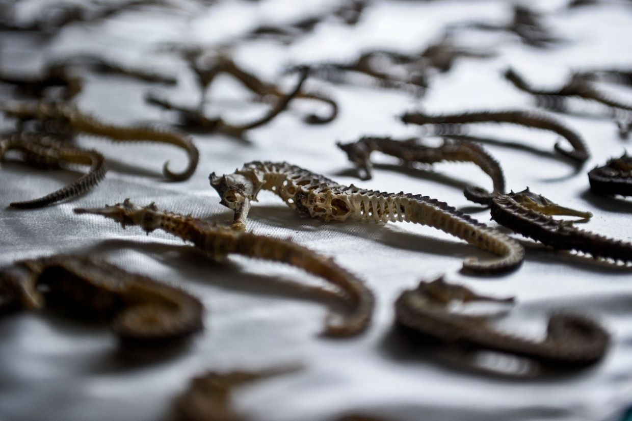 Indonesia foils attempt to smuggle its protected and precious seahorse species in Riau Islands