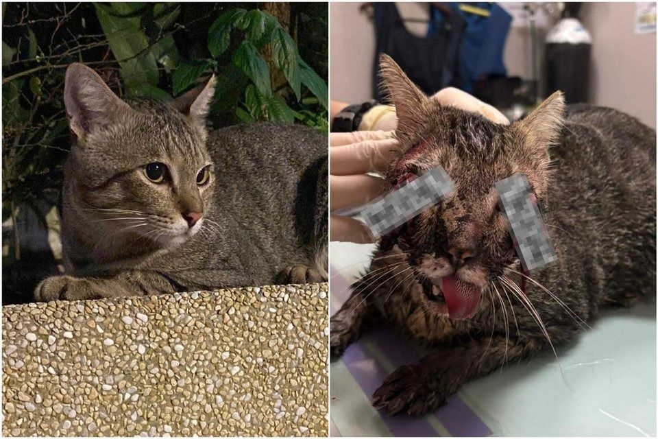 Injuries found on stray cat in Punggol, Singapore likely caused by vehicular accident: NParks