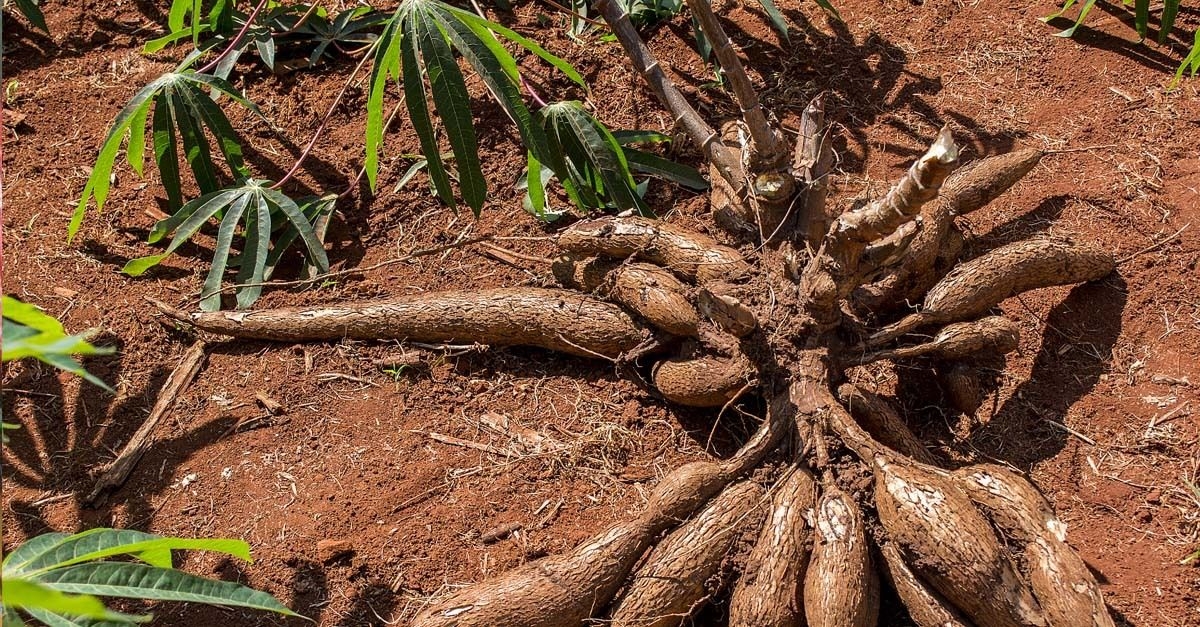 Cassava exports from Laos surge as railway boosts trade efficiency
